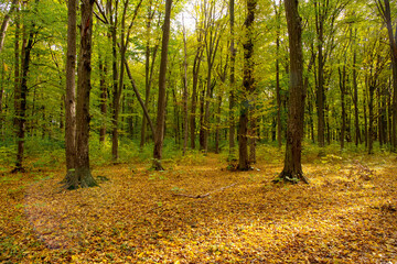 Autumn forest trees. Nature yellow wood sunlight backgrounds.