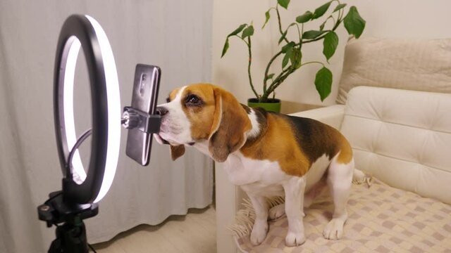 Amusing dog stretch neck and touch phone by nose, then get back and sit on sofa in begging position, move paws in air. Online translation or streaming using smartphone with ring light
