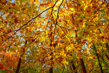 Colorful Autumn Leaves against blue sky