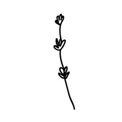 One Vector Botanical Illustration Branch Plant with black line on white background.Floral,Summer hand drawn doodle style picture.Designs for packaging,social media,web,cards, posters,invitations.