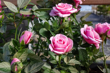 Close up of tender pink roses bush, blooming flowers and closed buds with green leaves background....