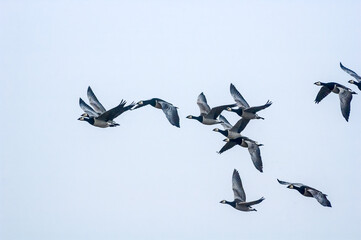 Barnacle Geese (Branta leucopsis) in Barents Sea coastal area, Russia