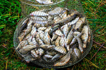many small fish in a steel wire fishing cage