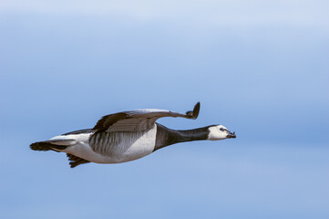Barnacle Goose (Branta leucopsis) in Barents Sea coastal area, Russia