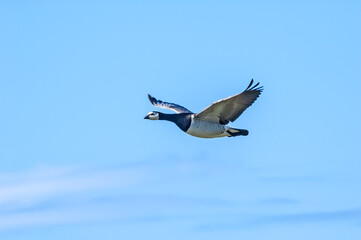 Obraz premium Barnacle Goose (Branta leucopsis) in Barents Sea coastal area, Russia