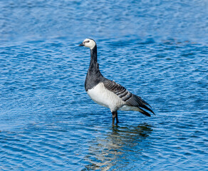 Barnacle Goose (Branta leucopsis) in Barents Sea coastal area, Russia