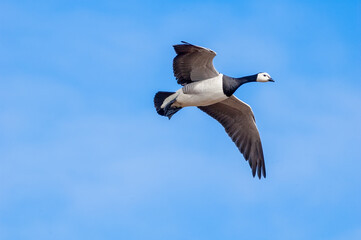 Barnacle Goose (Branta leucopsis) in Barents Sea coastal area, Russia