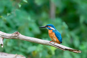 Eurasian kingfisher (Alcedo atthis) sitting on his perch in autumn.