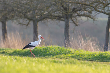 White stork (Ciconia ciconia) on a meadow in spring near Hochheim, Germany.