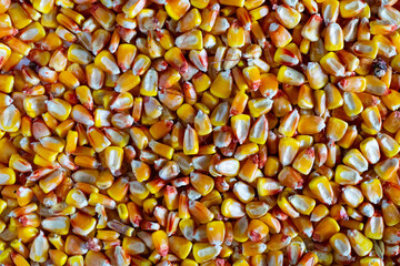 Corn grains close-up texture.