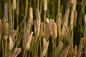 Common wheat 