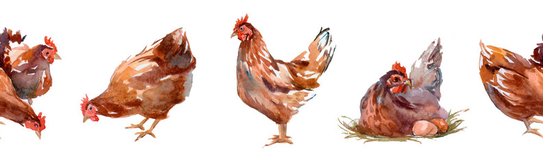 Flock Of Chickens Including Hens And Roosters In Open Grassy Field On White Background . Strip samless pattern