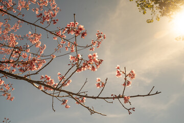 Wild Himalayan cherry or Thailand Sakura, which is pinkish white in color flowers.