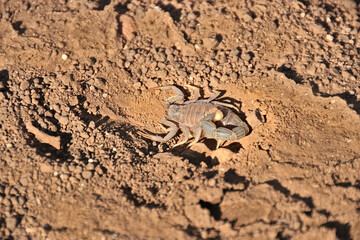 a scropion sitting in sand, namibia