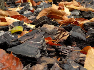 fallen autumn leaves on the garden