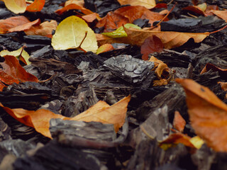 fallen autumn leaves on the garden