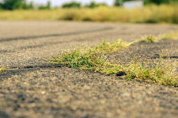 Green grass in the crack of an asphalt road. A close-up of plants flattened by wheels on a country road. Shooting at ground level. Selective focus.