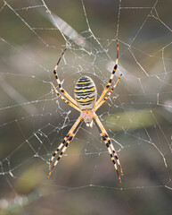 Argiopa spider in a natural habitat on a meadow in the south of Ukraine in its web, close-up in the afternoon in summer.