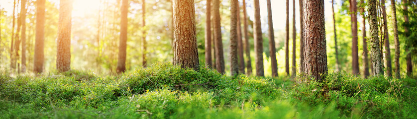 Panoramic view of pine forest in the morning