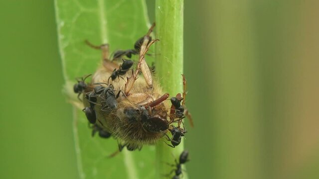 Amphimallon assimile is species of beetle in Melolonthinae, Ants attacked bug that fell asleep, sluggish in morning on grass stem, macro view insect in wildlife