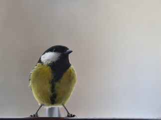 the tit is sitting on the railing and watching us