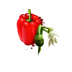 Digital illustration of hand drawn Pimento or Cherry pepper isolated on white background. Organic healthy food. Red vegetable. Hand drawn plant closeup. Clip art illustration. Graphic design element