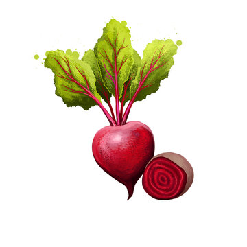 recommend clip art: Digital illustration of hand drawn Beetroot, Beta vulgaris isolated on white background. Organic healthy food. Red vegetable. Hand drawn plant closeup. Clip art illustration. Graphic design element