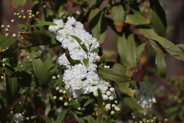 white flowers in the garden