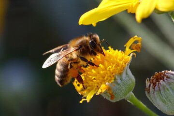 bee on flower