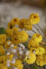 close up of yellow flower