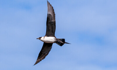 Obraz premium Parasitic Jaeger (Stercorarius parasiticus) in Barents Sea coastal area, Russia