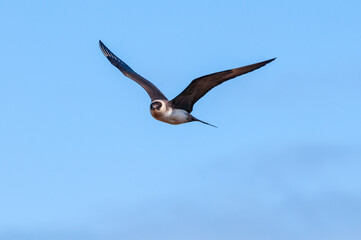 Parasitic Jaeger (Stercorarius parasiticus) in Barents Sea coastal area, Russia