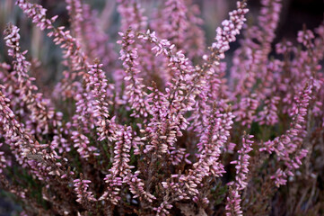 Fototapeta premium Heathers violet flowers, macro