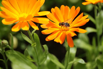 A fly is sitting on a flower. Orange calendula flowers on a meadow in the sunlight close-up. Soft focus. - obrazy, fototapety, plakaty