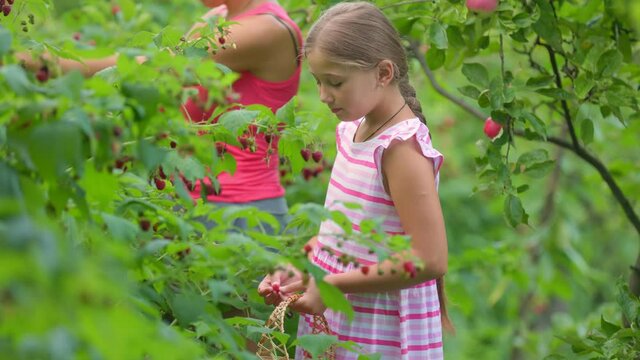 girl with mom pick raspberries in the garden