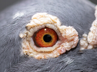 Unique, colorful, wild pigeon eye. Macro picture