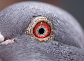 Unique, colorful, wild pigeon eye. Macro picture © Bedo