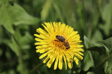 bee on dandelion