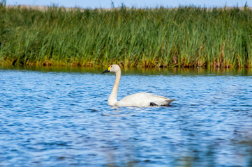 Bewick's Swan (Cygnus bewickii) in Barents Sea coastal area, Russia