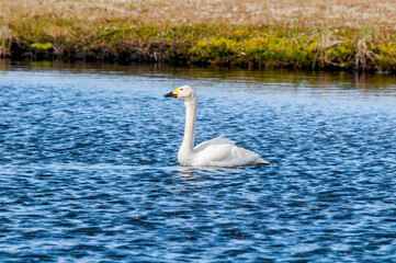 Bewick's Swan (Cygnus bewickii) in Barents Sea coastal area, Russia