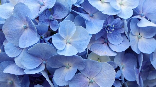 Close up of Beautiful soft blue hydrangea,(Hydrangea macrophylla) or Hortensia flower.