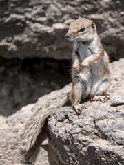Atlashörnchen am Strand Fuerteventura Kanarische Inseln in Spanien