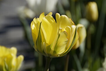 a gorgeous yellow tulip with a beautiful fringe on island Mainau in Germany