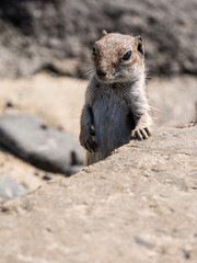 Atlashörnchen am Strand Fuerteventura Kanarische Inseln in Spanien