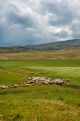 Herd of sheep in the mountains of Kazakhstan