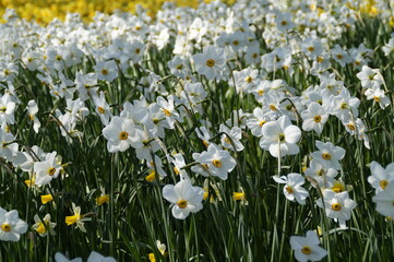 a spring meadow full of white daffodils on Flower Island of Mainau in Germany