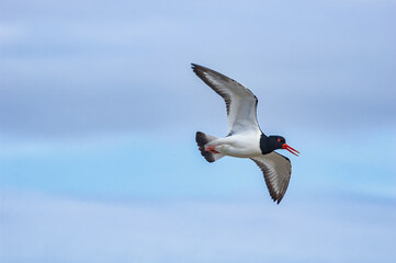 Eurasian Oystercatcher (Haematopus ostralegus) in Barents Sea coastal area, Russia
