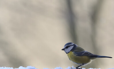 Blue tit  on snow in winter scenery