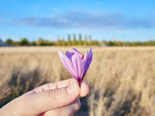Selective focus view of a freshly picked saffron rose flower held by one hand in with a defocused landscape in the background, La Solana town, Ciudad Real province, Castilla La Mancha region , Spain