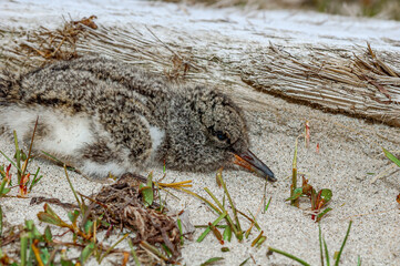 Eurasian Oystercatcher (Haematopus ostralegus) chick in Barents Sea coastal area, Russia